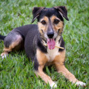 HOTEL 5 ESTRELAS CANINAS PARA A LUNA: Enquanto a gente dorme em um hotel na Europa, a Luna também merece dormir em um hotelzinho